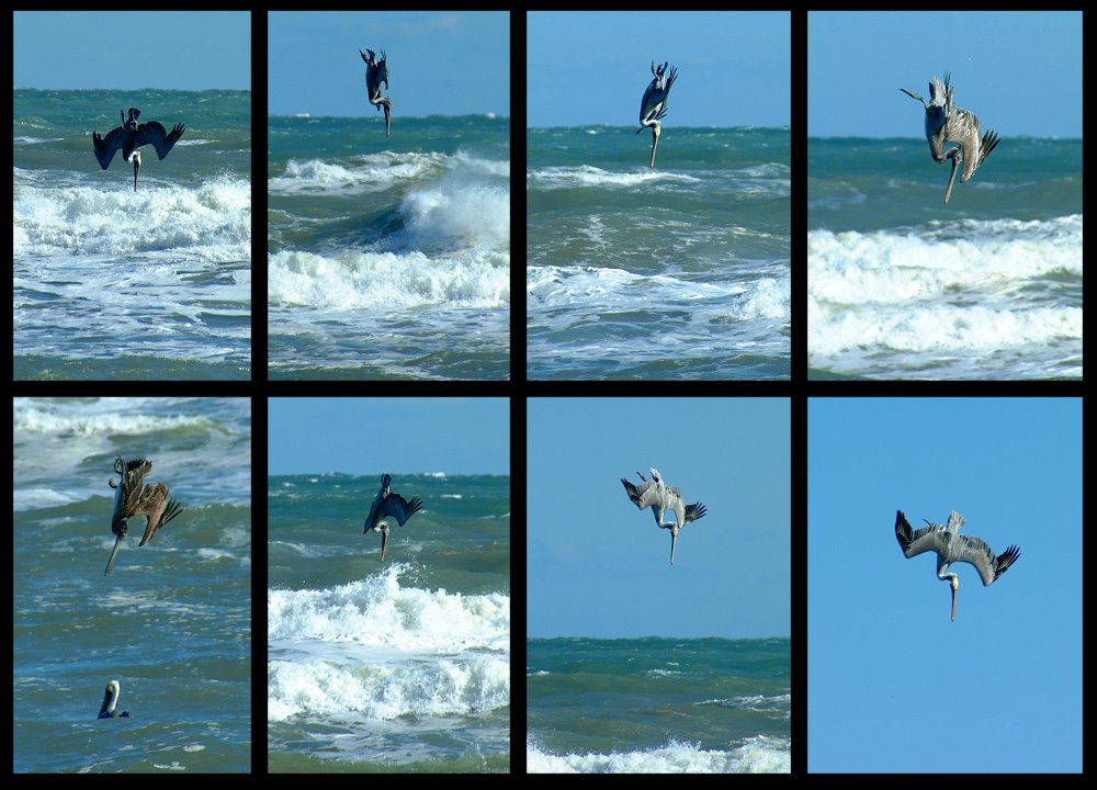 (09) pelican montage.jpg   (1000x720)   135 Kb                                    Click to display next picture
